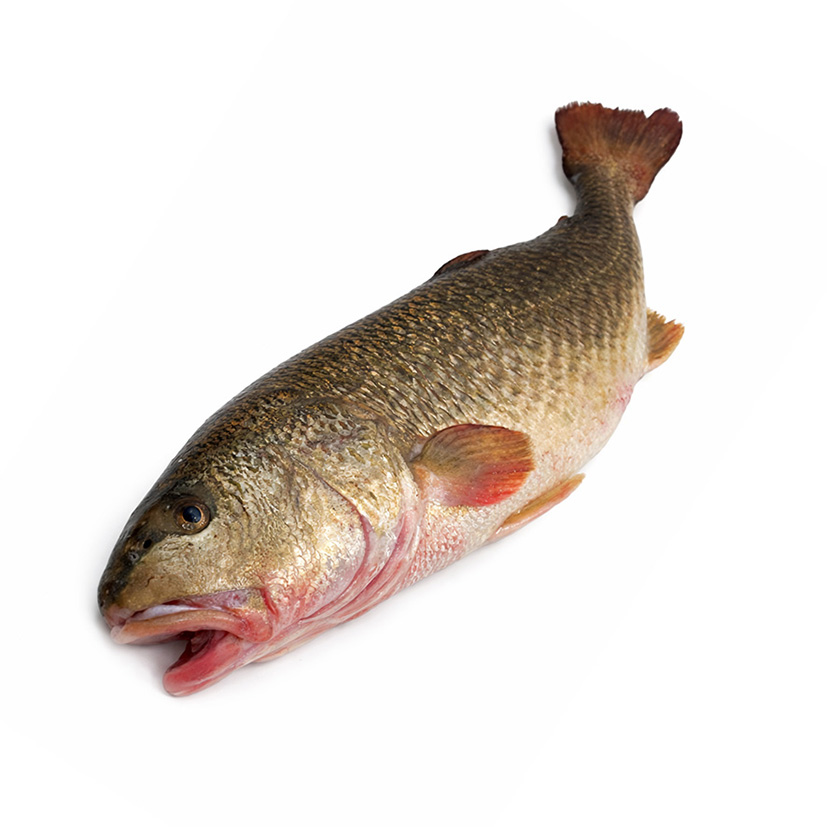 OMBRINA OCELLATA 2-3kg -di Orbetello-