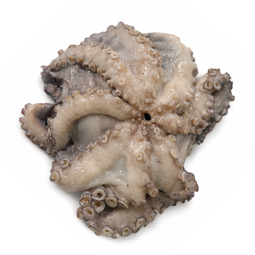 OKTOPUS FRISCH 2kg+
