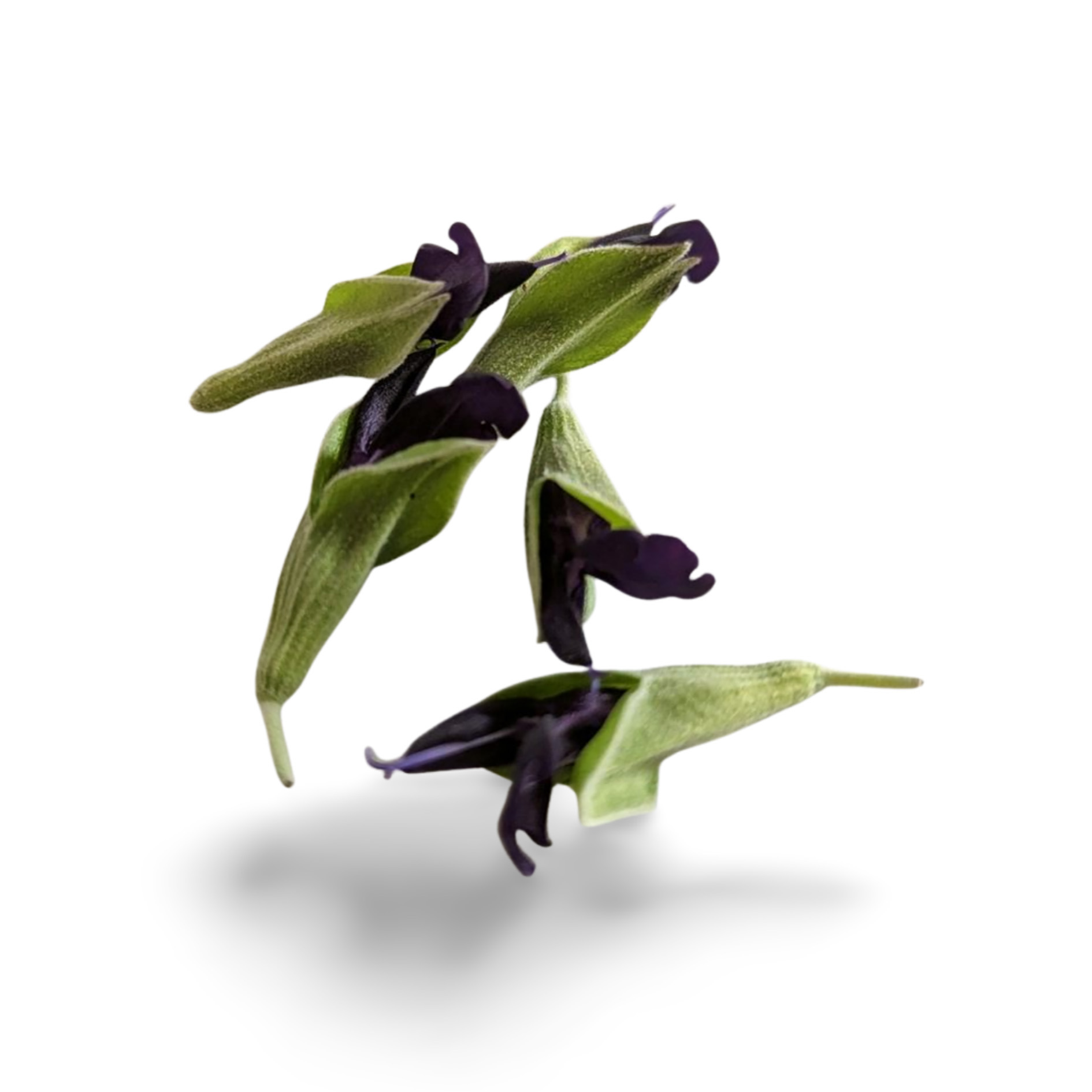 ALPIN HERBS PERUANISCHE SALBEIBLÜTE 35 SPITZEN 10g