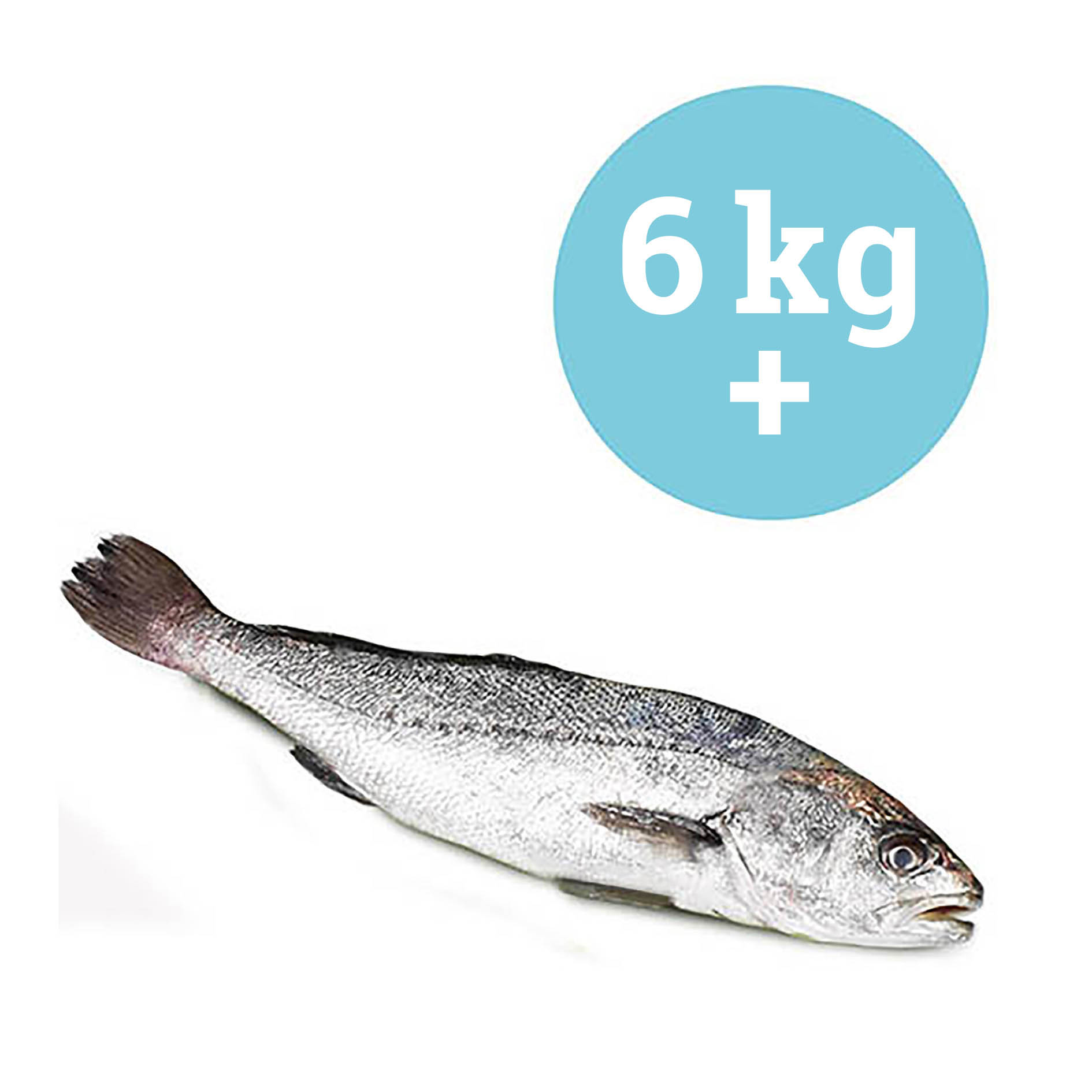 UMBERFISCH BOCCADORO EGITTO 5-7 Kg WILDFANG