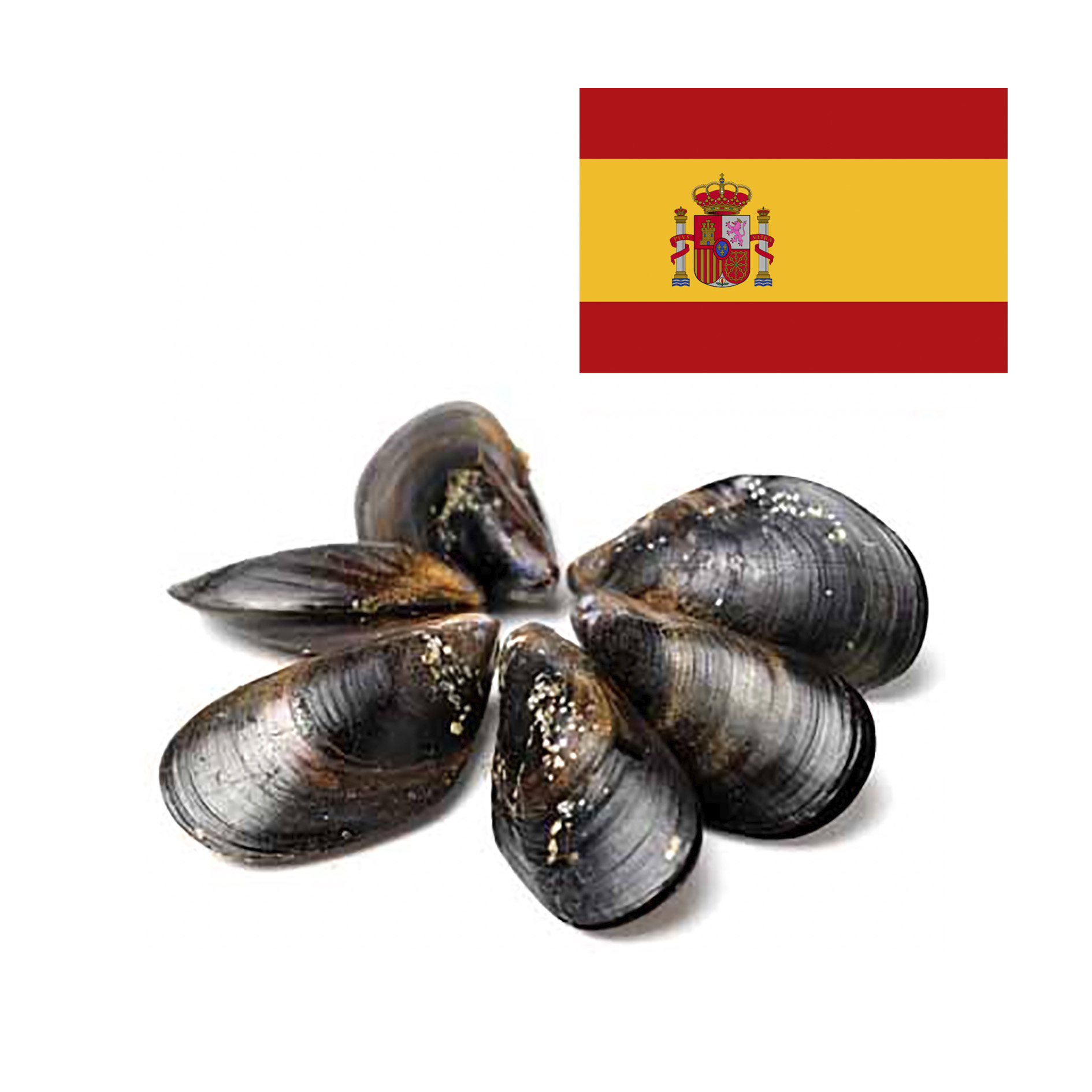 MIESMUSCHELN GEPUTZT SPANISCH