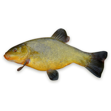 SCHLEIE 800-1500g