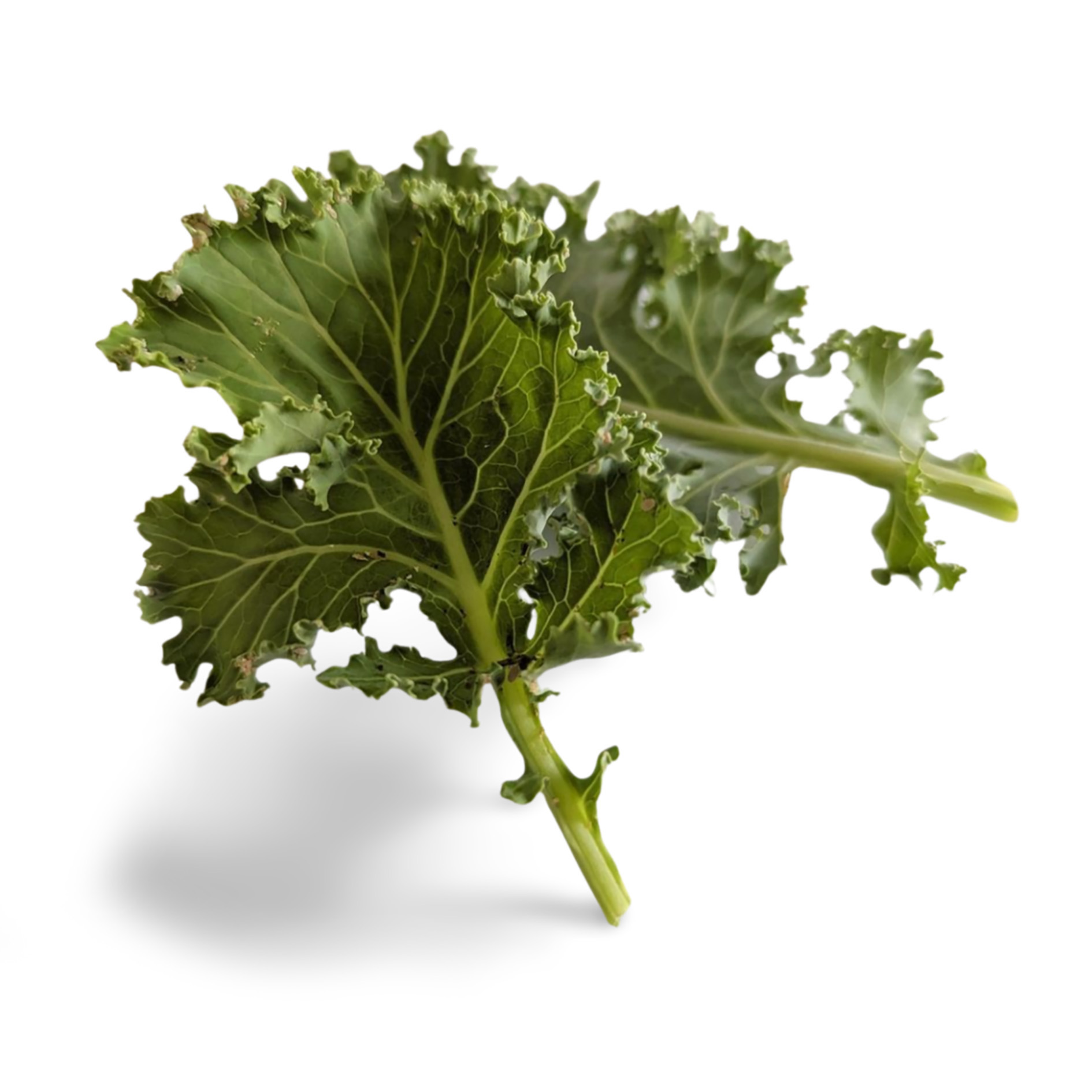 ALPIN HERBS KOHLBLÄTTER 30 SPITZEN 10g