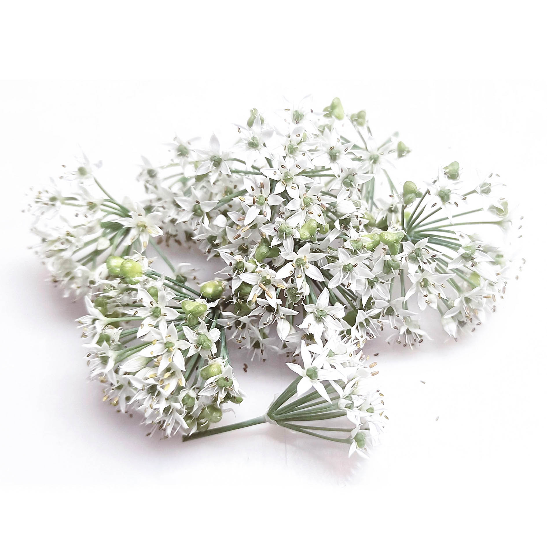ALPIN HERBS KNOBLAUCHBLÜTEN 8 DOLDEN 10g
