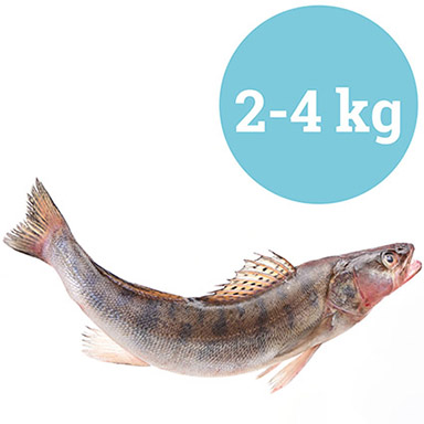 LUCIOPERCA INTERO 2-4kg ITALIA ALLEVATO