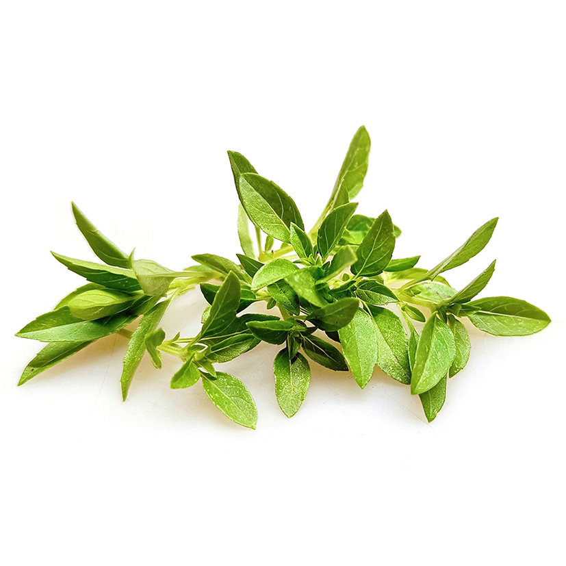 ALPIN HERBS GRIECHISCHER BASILIKUM 45 SPITZEN 7g