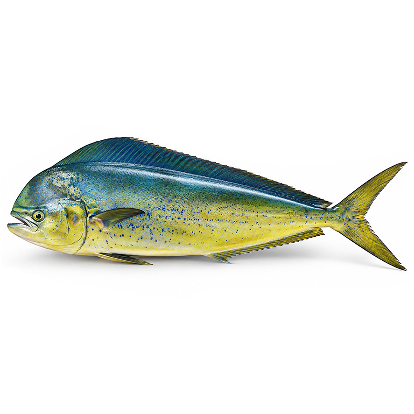 LAMPUGA GOLDMAKRELE MAHI MAHI 1,5kg+