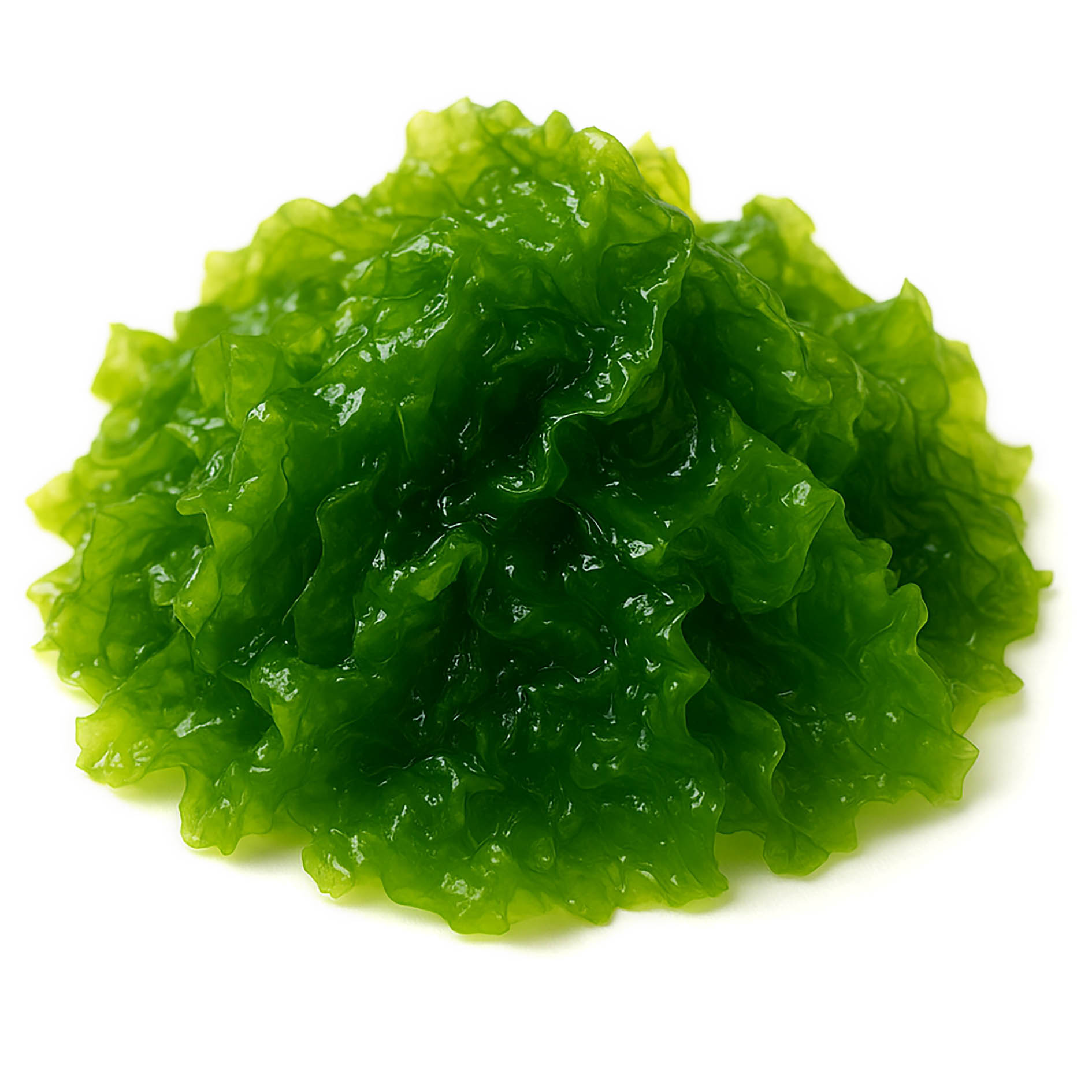 ALGHE - LATTUGA DI MARE SOTTO SALE 1kg