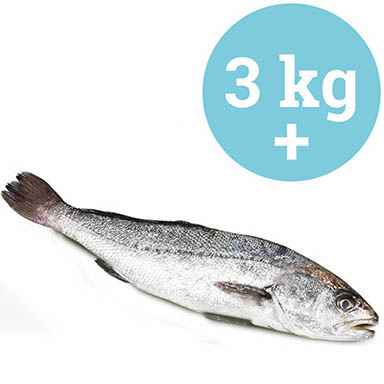OMBRINA BOCCADORO EGITTO 3-5kg ALLEVATA