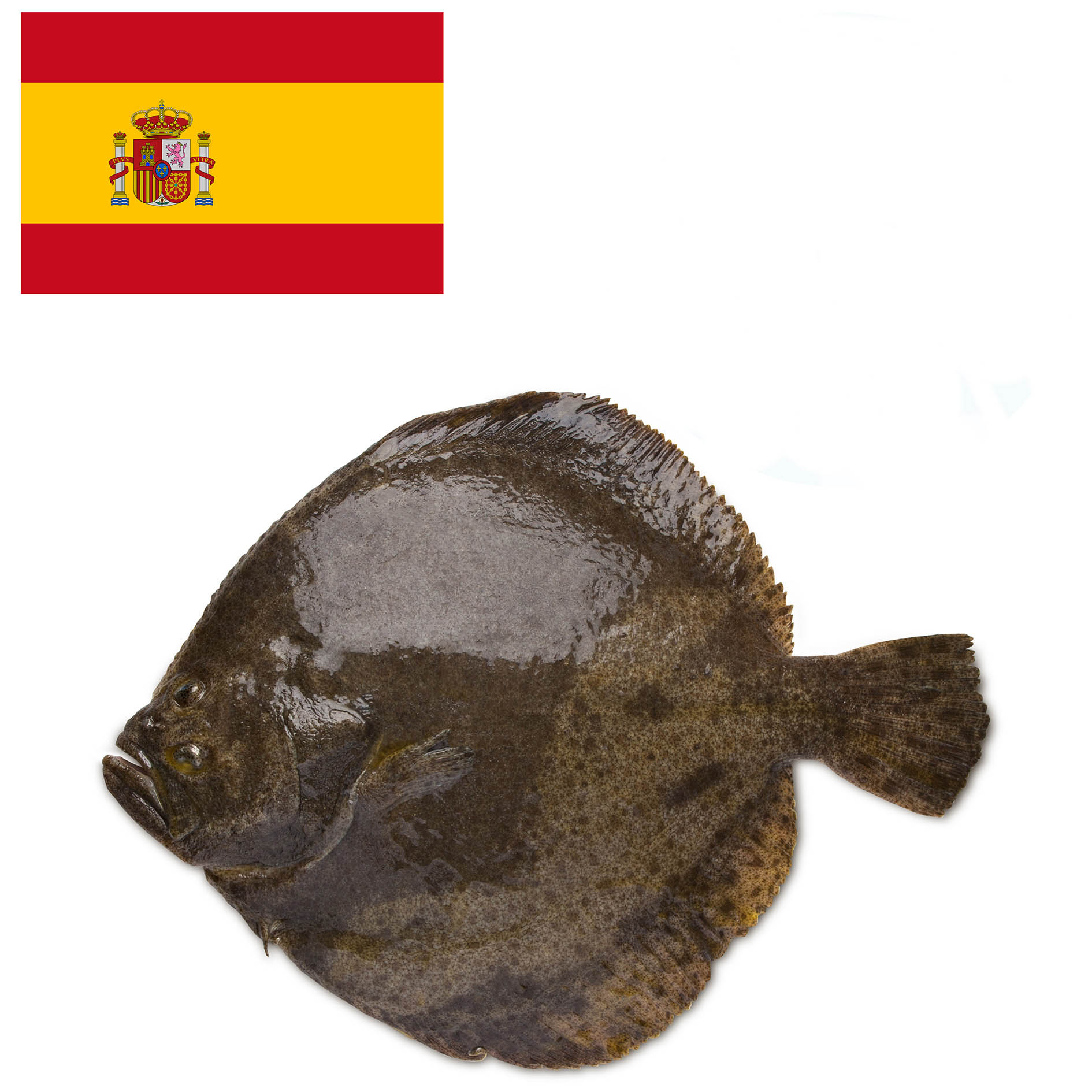 STEINBUTT CHIODATO 3-4 kg GEZÜCHTET SPANIEN