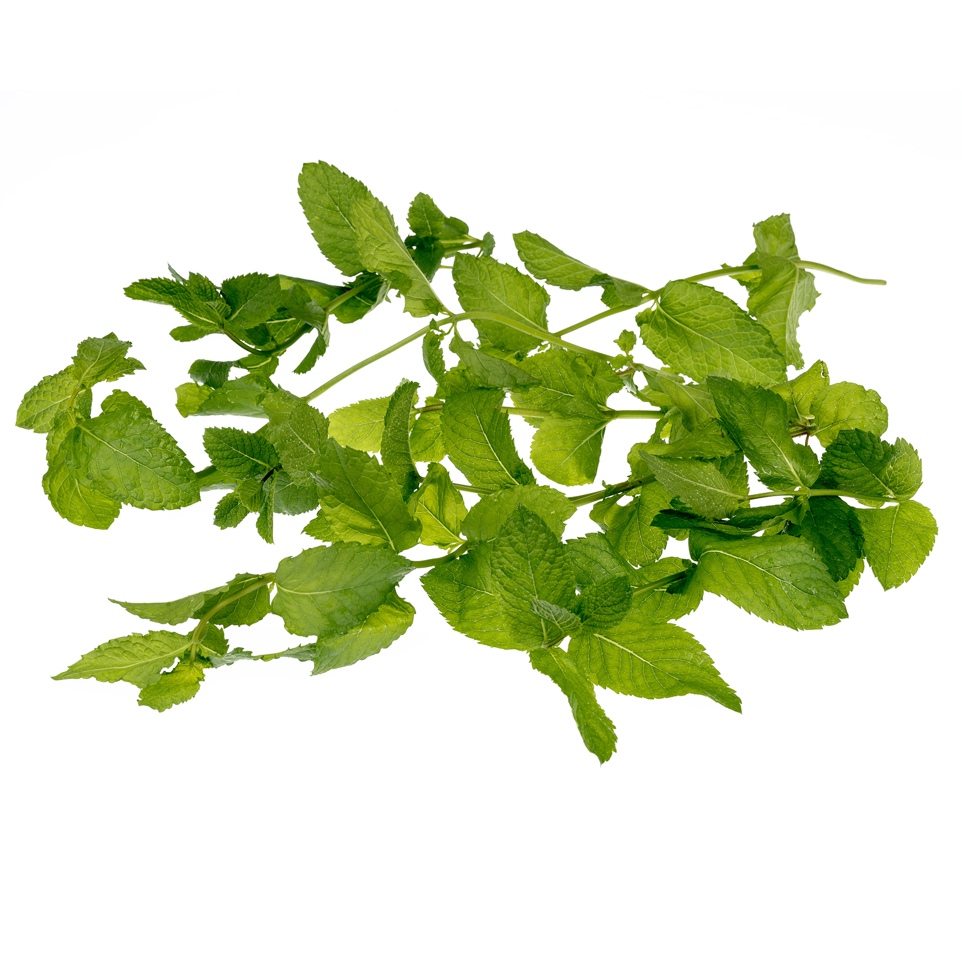 SOLOS MENTA 500g AQUAPONIC FARMING