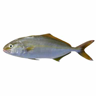 BERNSTEINFISCH MITTELMEER 4-7 kg WILDFANG