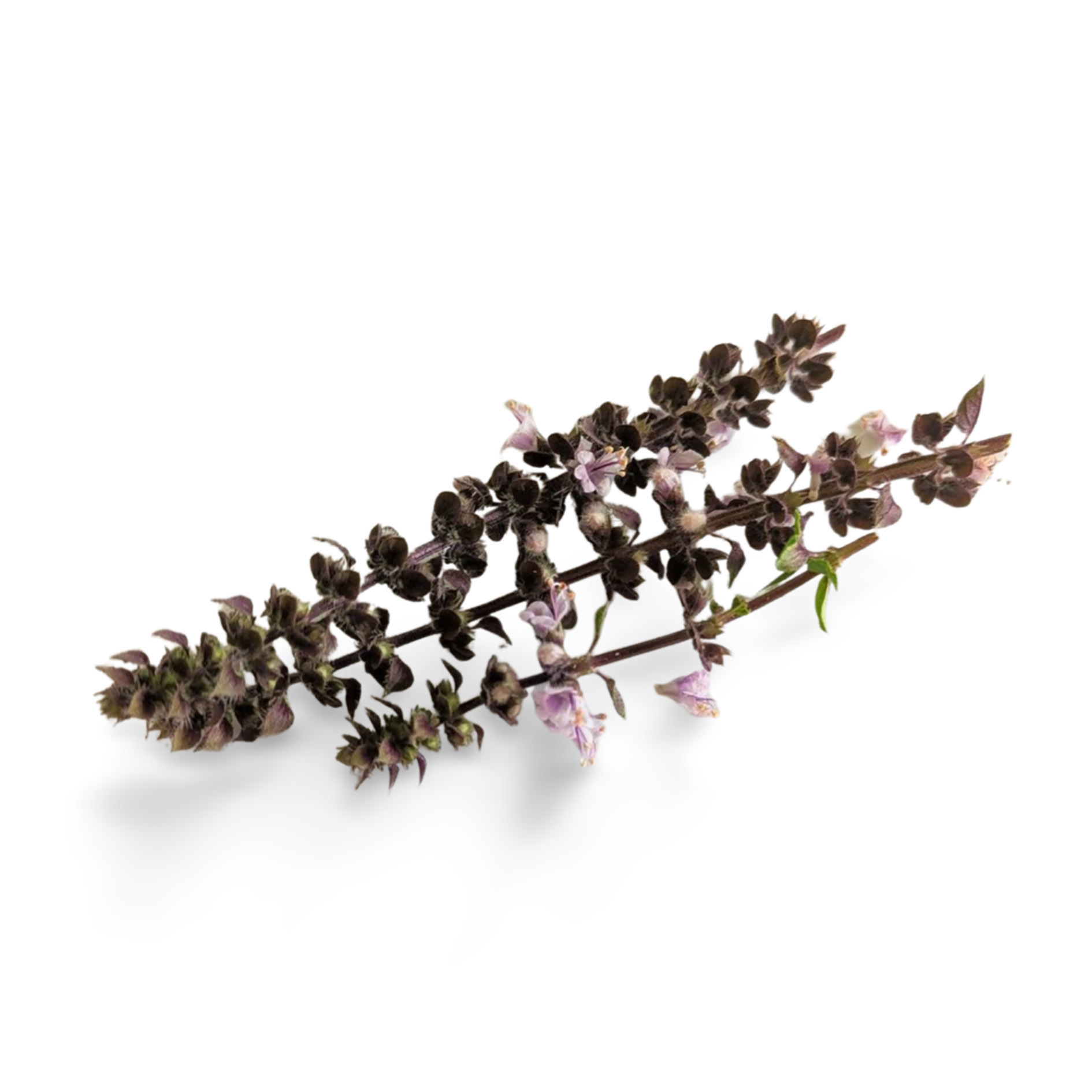 ALPIN HERBS FIORI DI BASILICO 6 GRAPPOLI 10g