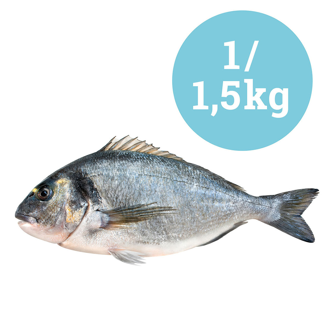 GOLDBRASSE 1-1,5kg GEZÜCHTET ITALIEN