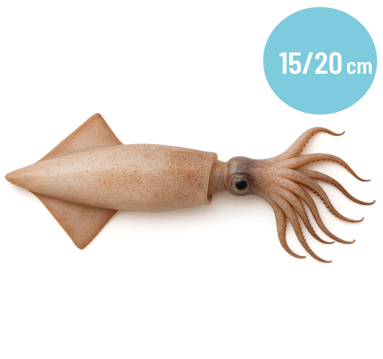 CALAMARI 2P 15/20cm MAROCCO CONG.