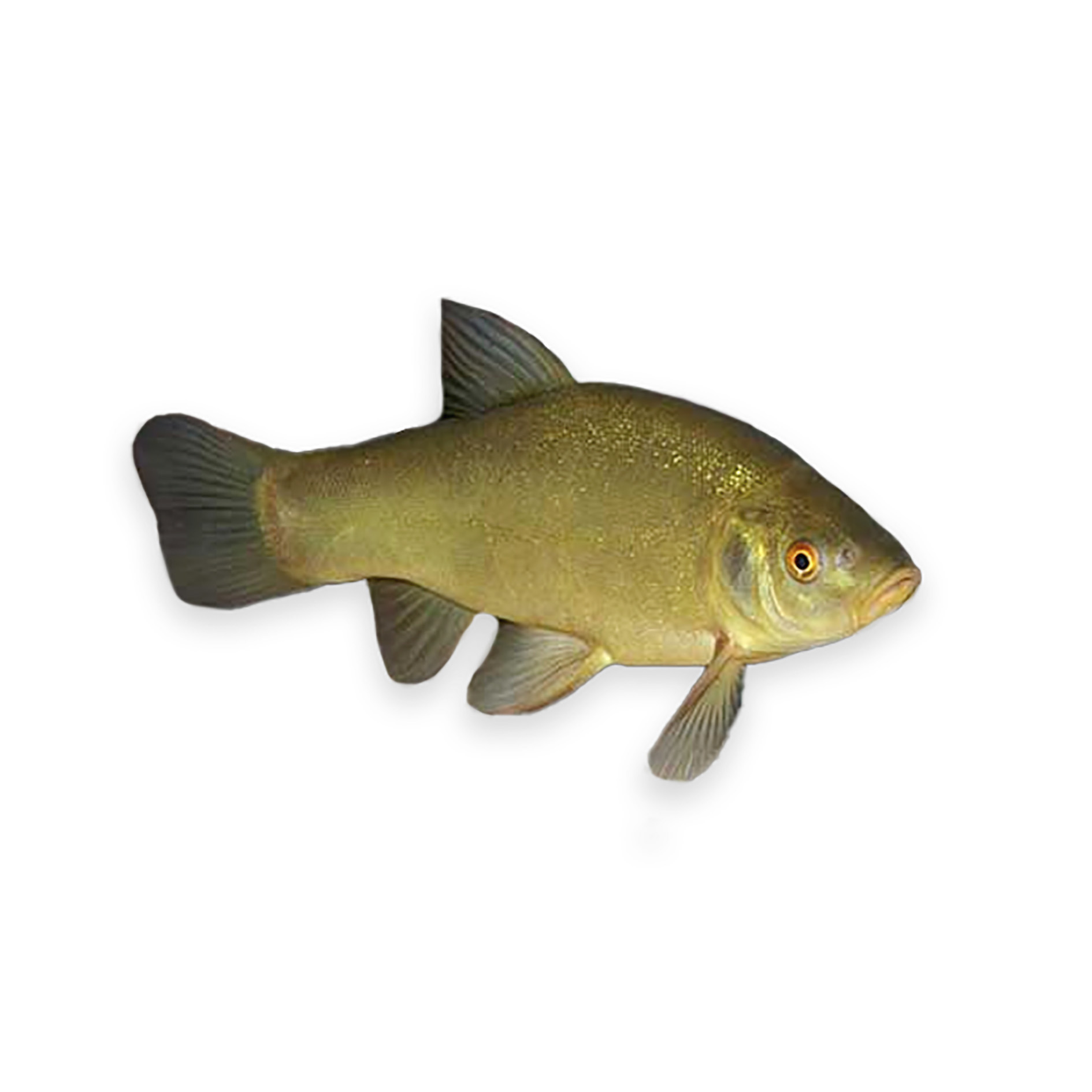 SCHLEIE TRENTINO 2-3kg