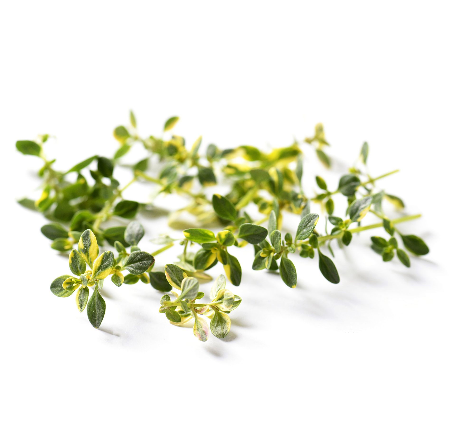 ALPIN HERBS ERBA DA CUCINA TIMO AL LIMONE 50g