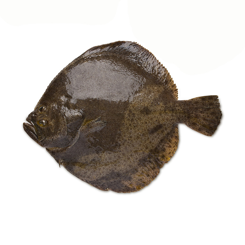 STEINBUTT CHIODATO 2-3 Kg GEZÜCHTET SPANIEN