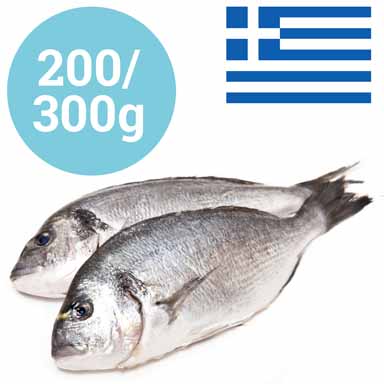 GOLDBRASSE GRIECHENLAND 200-300g GEZÜCHTET