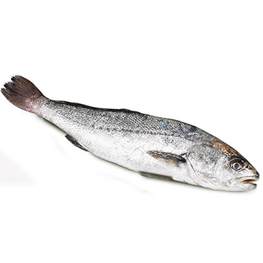 UMBERFISCH BOCCADORO 10-15kg