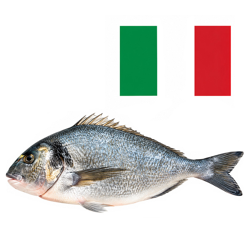 GOLDBRASSE 300-500g GEZÜCHTET ITALIEN