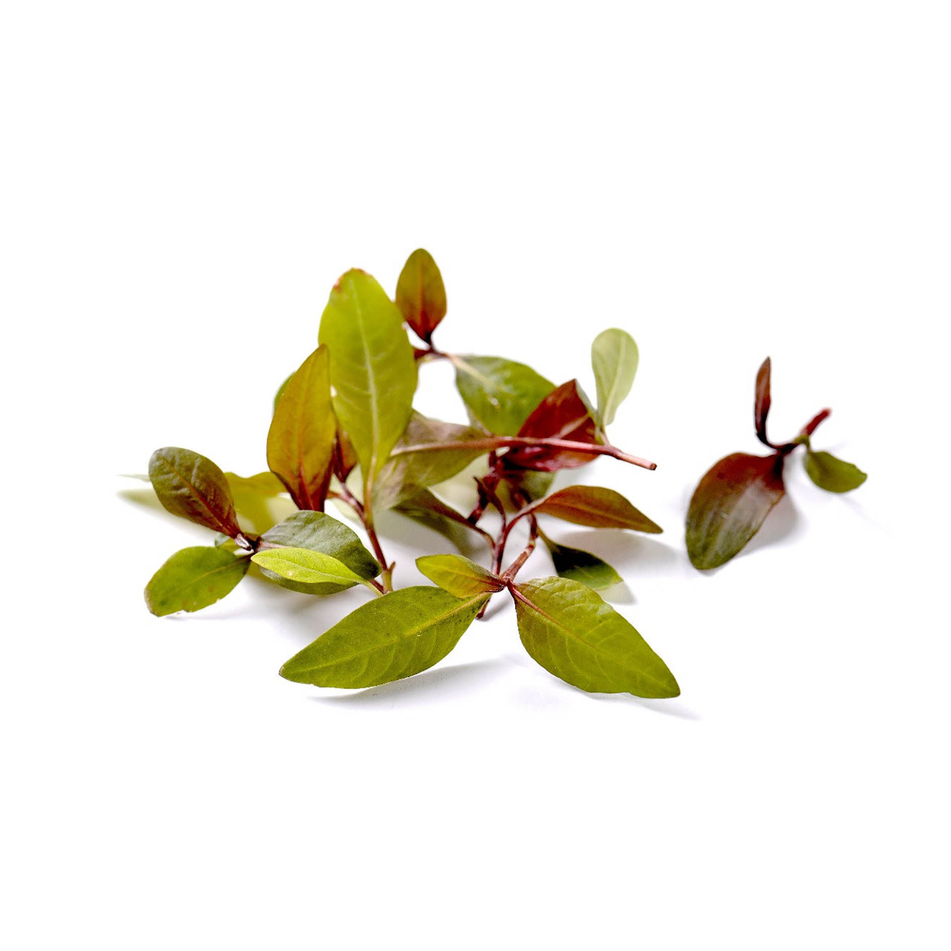 ALPIN HERBS 25 PUNTE PEPE D'ACQUA GIAPPONESE 10g
