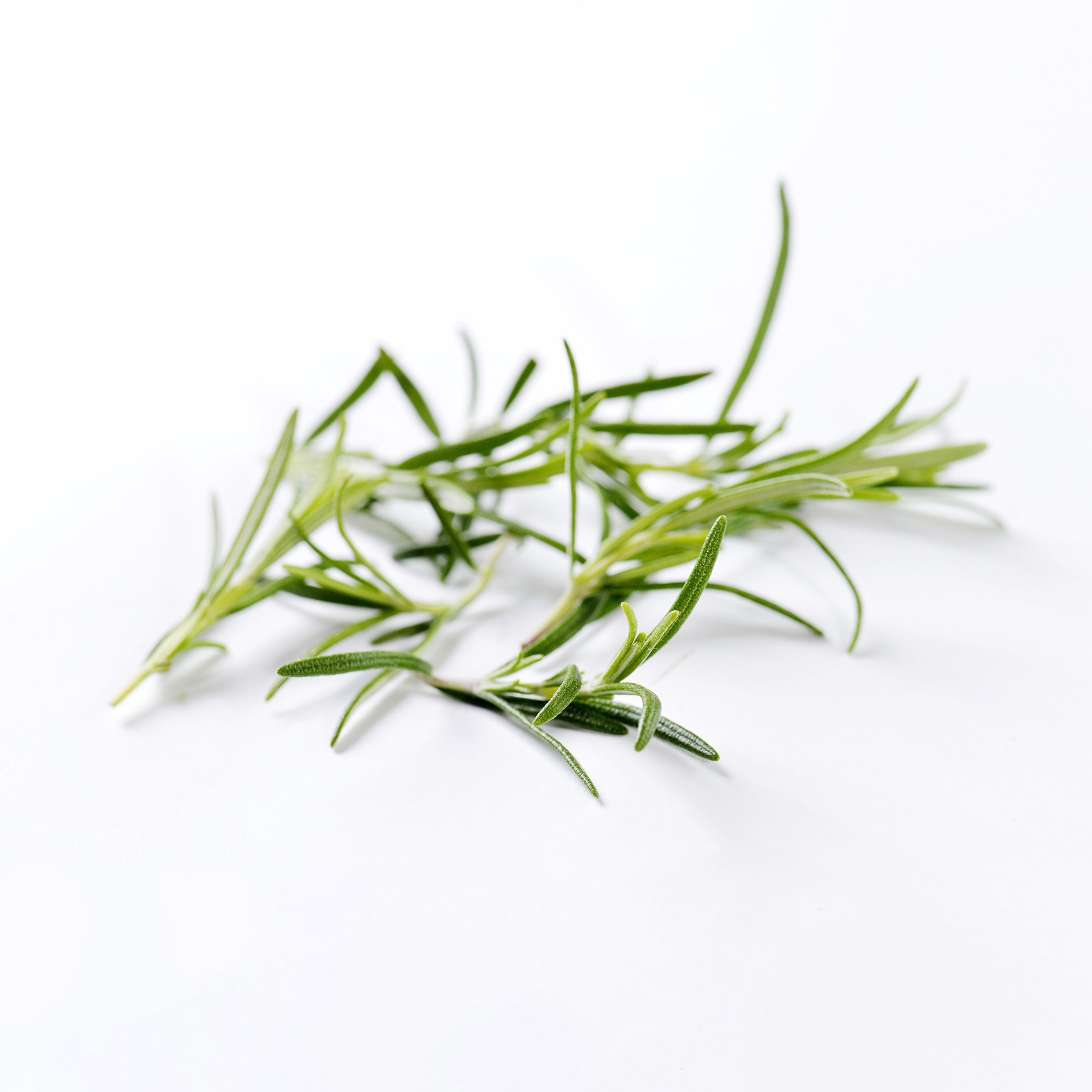 ALPIN HERBS 60 PUNTINE DI ROSMARINO 10g