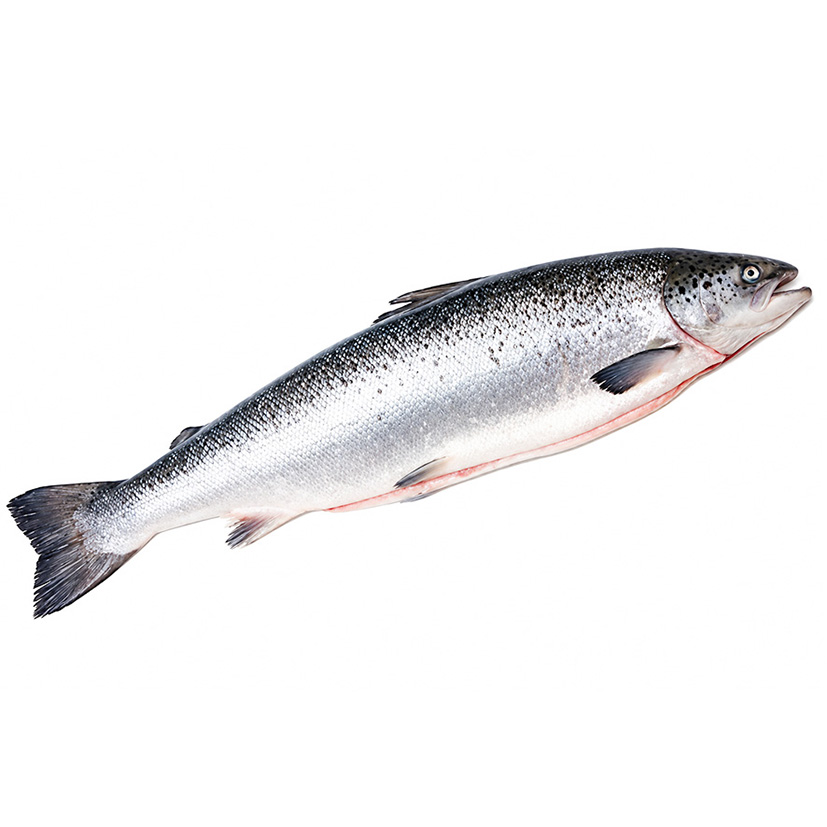 LACHS AUSGENOMMEN GEZÜCHTET NORWEGEN 4-5kg