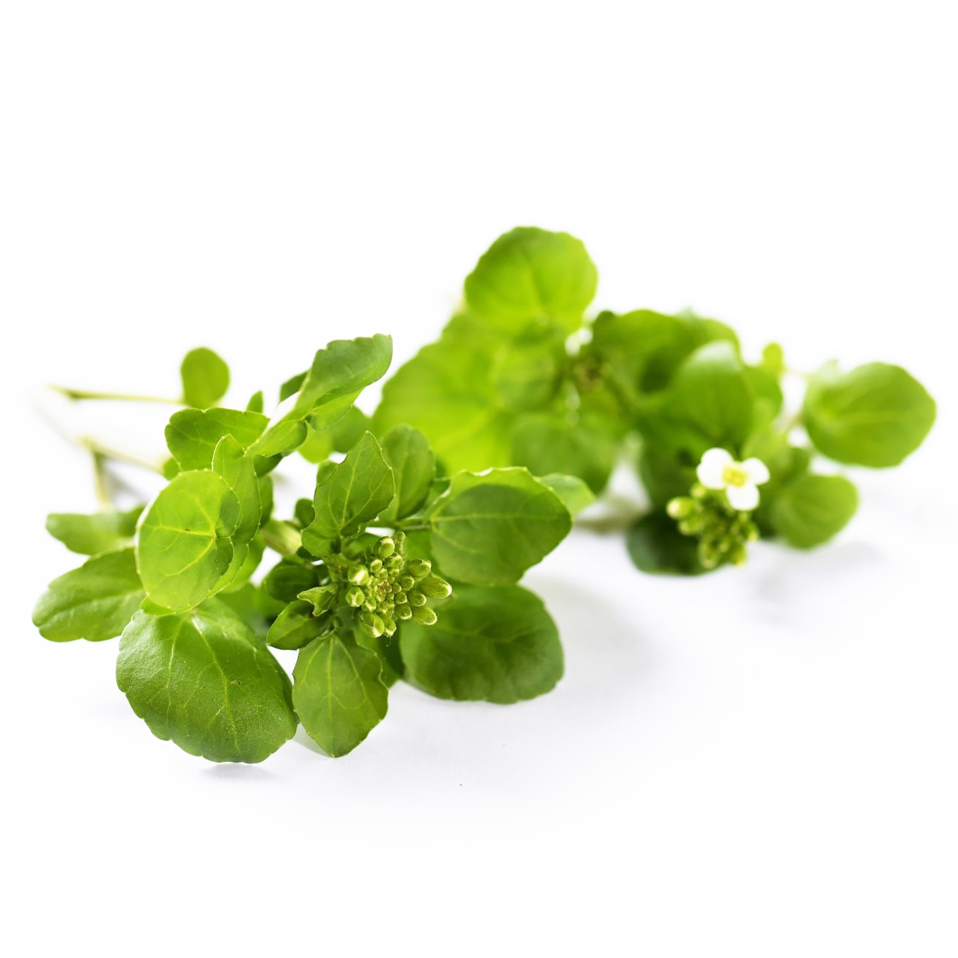 ALPIN HERBS BRUNNENKRESSE 250g