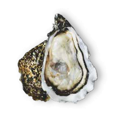 OSTRICA CONCAVA OSTRA REGAL SEL.OR N.3 - 1x2,9Kg