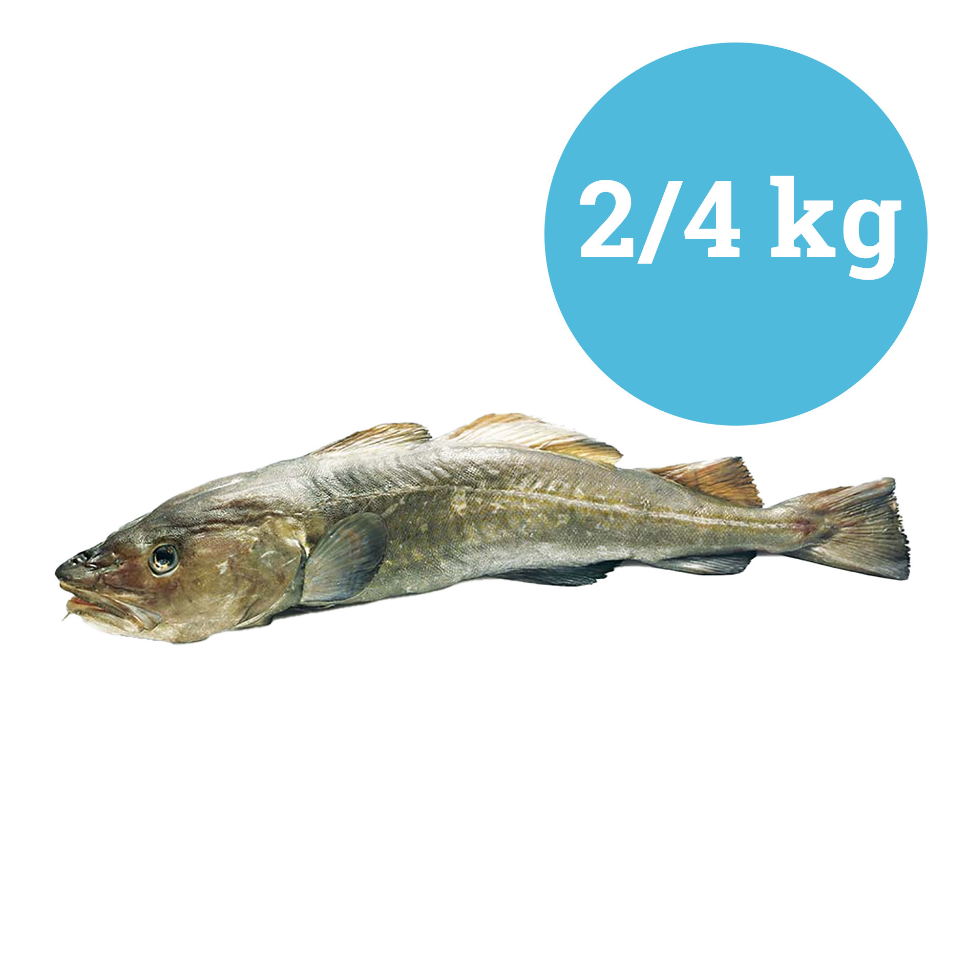 KABELJAU 2/4 Kg