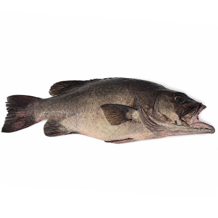 ZACKENBARSCHWILDFANG 5-10Kg