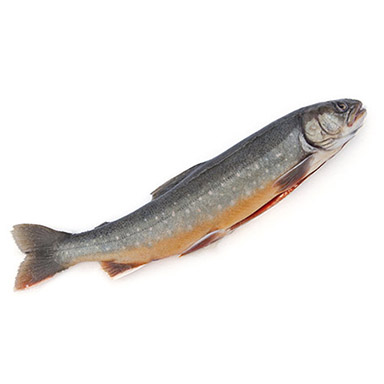 SALMERINO ALPINO SALMONATO 2-4kg