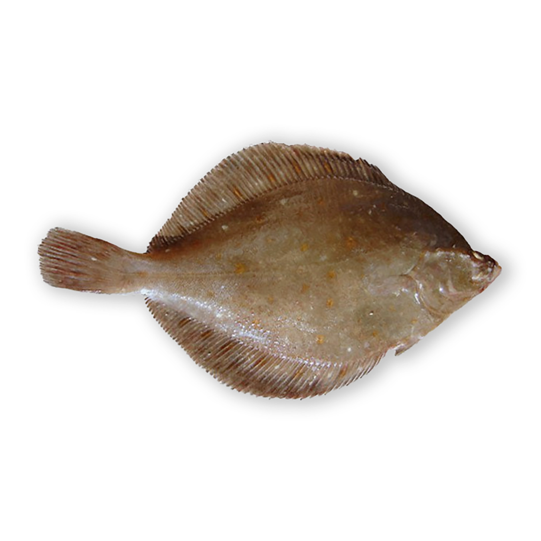 PLATESSA  3kg+ PESCATA
