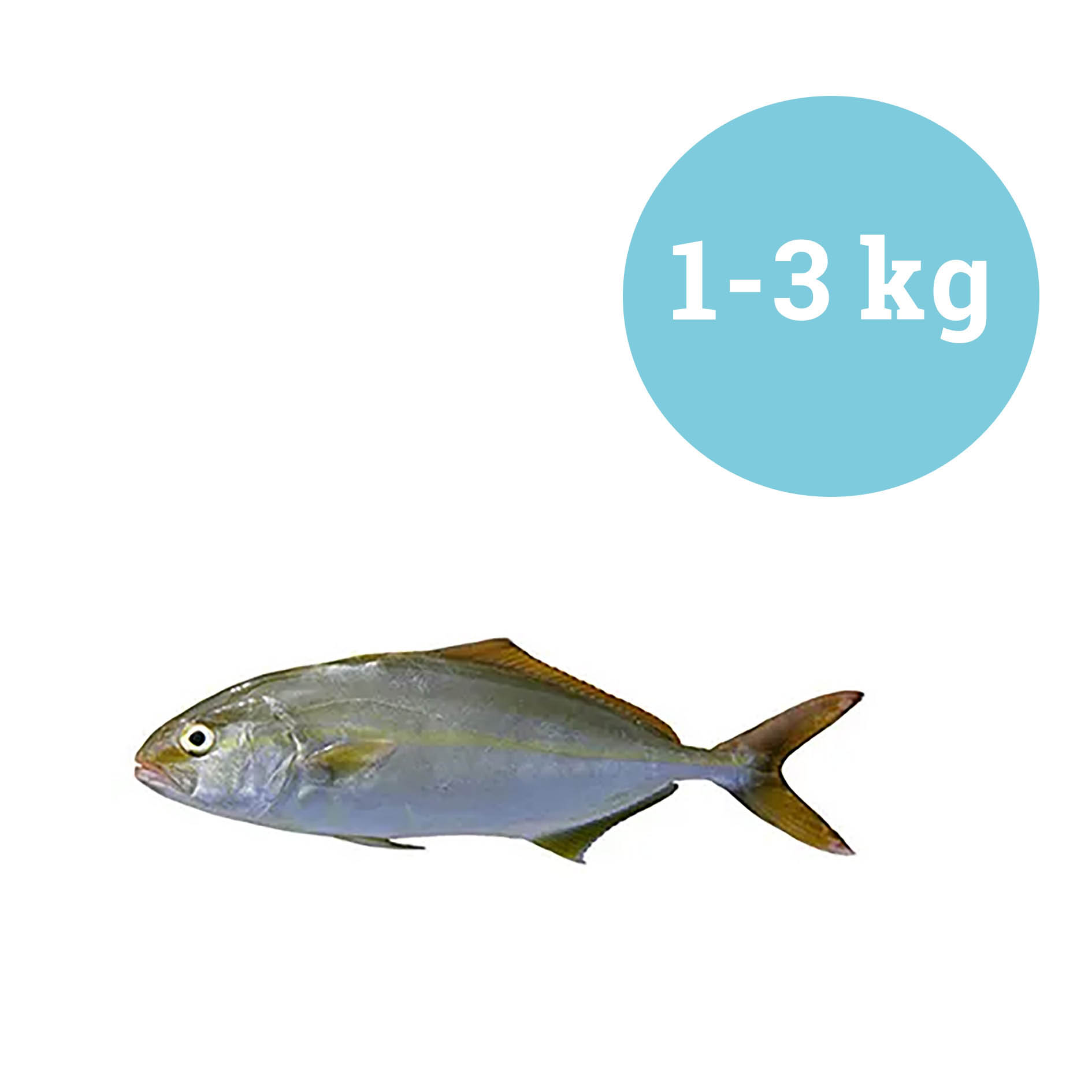 RICCIOLA ATLANTICA 1-3 kg PESCATA