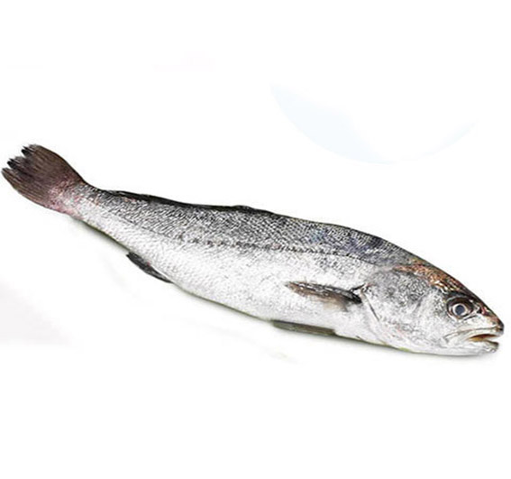 OMBRINA BOCCADORO TURCHIA 2Kg+ ALLEVATA