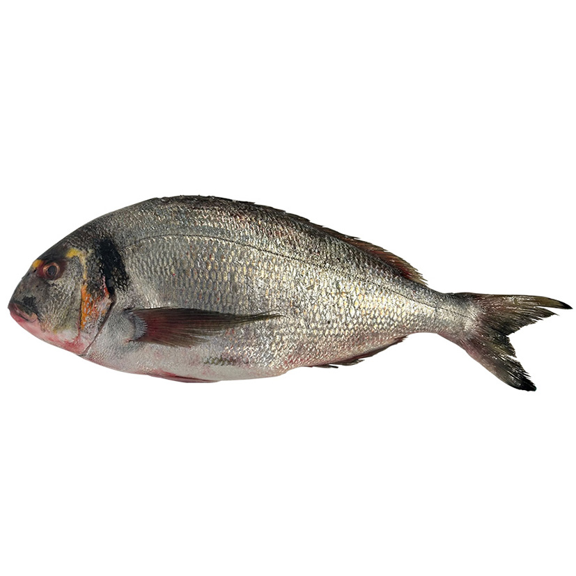 GOLDBRASSE 2-4Kg WILDFANG ATLANTIK