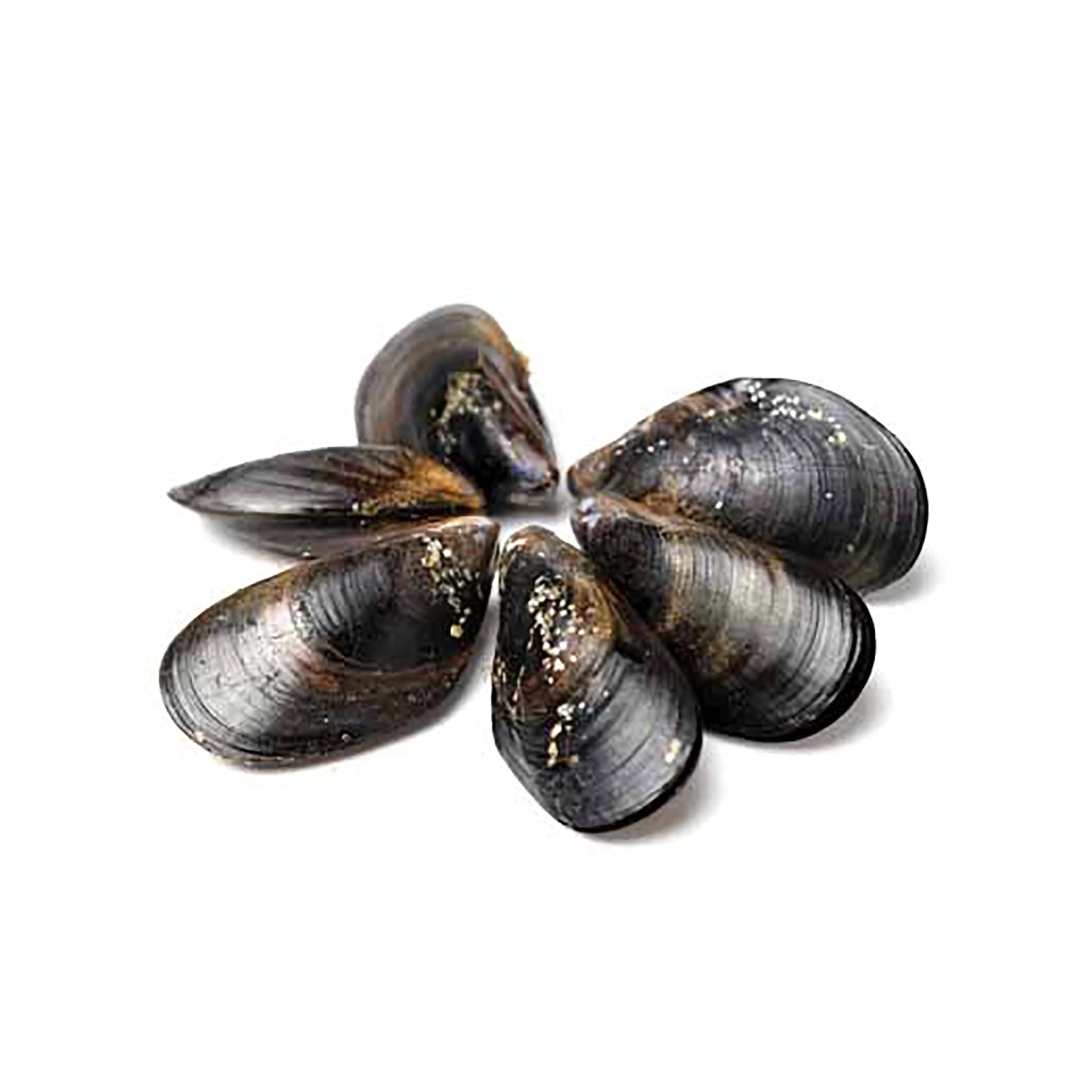 MIESMUSCHELN -CASTRENSE- SPANIEN AFFINATE ITALIA