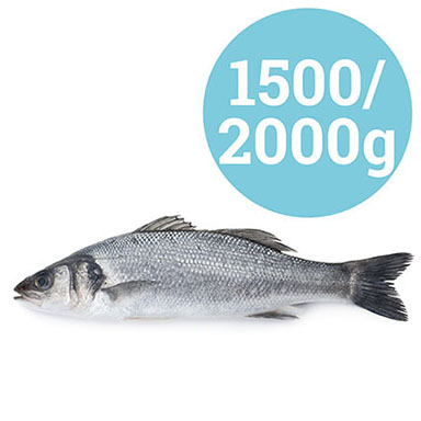 BRANZINO GRECIA 1,5-2 kg  ALLEVATO
