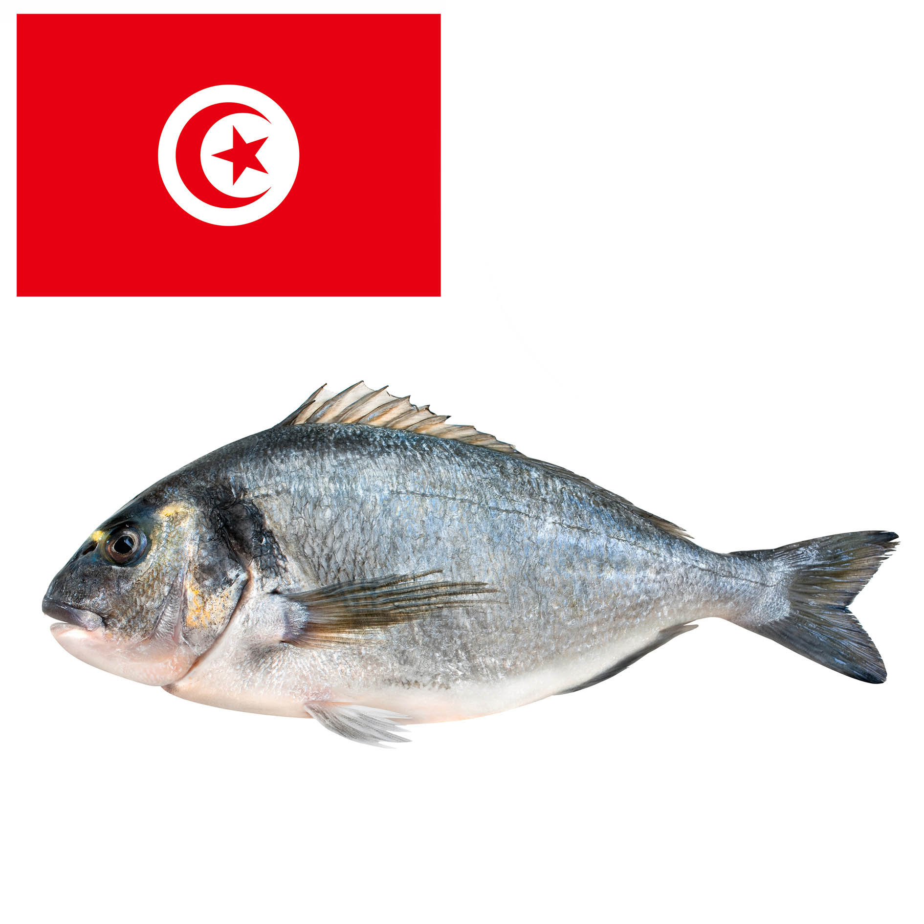 ORATA TUNISIA 400-600g ALLEVATA