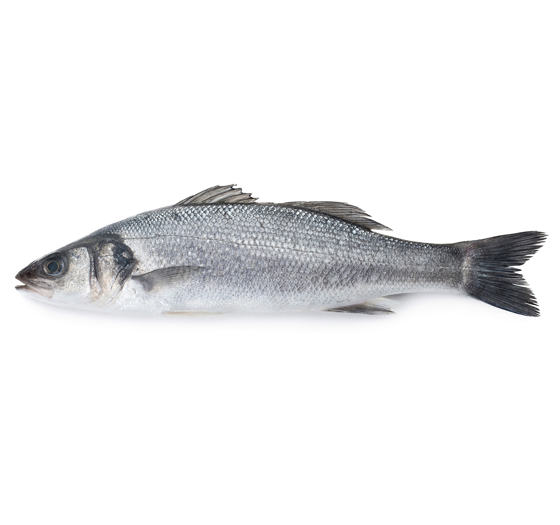 WOLFSBARSCH SPAGNA 3,5-4,5kg GEZÜCHTET