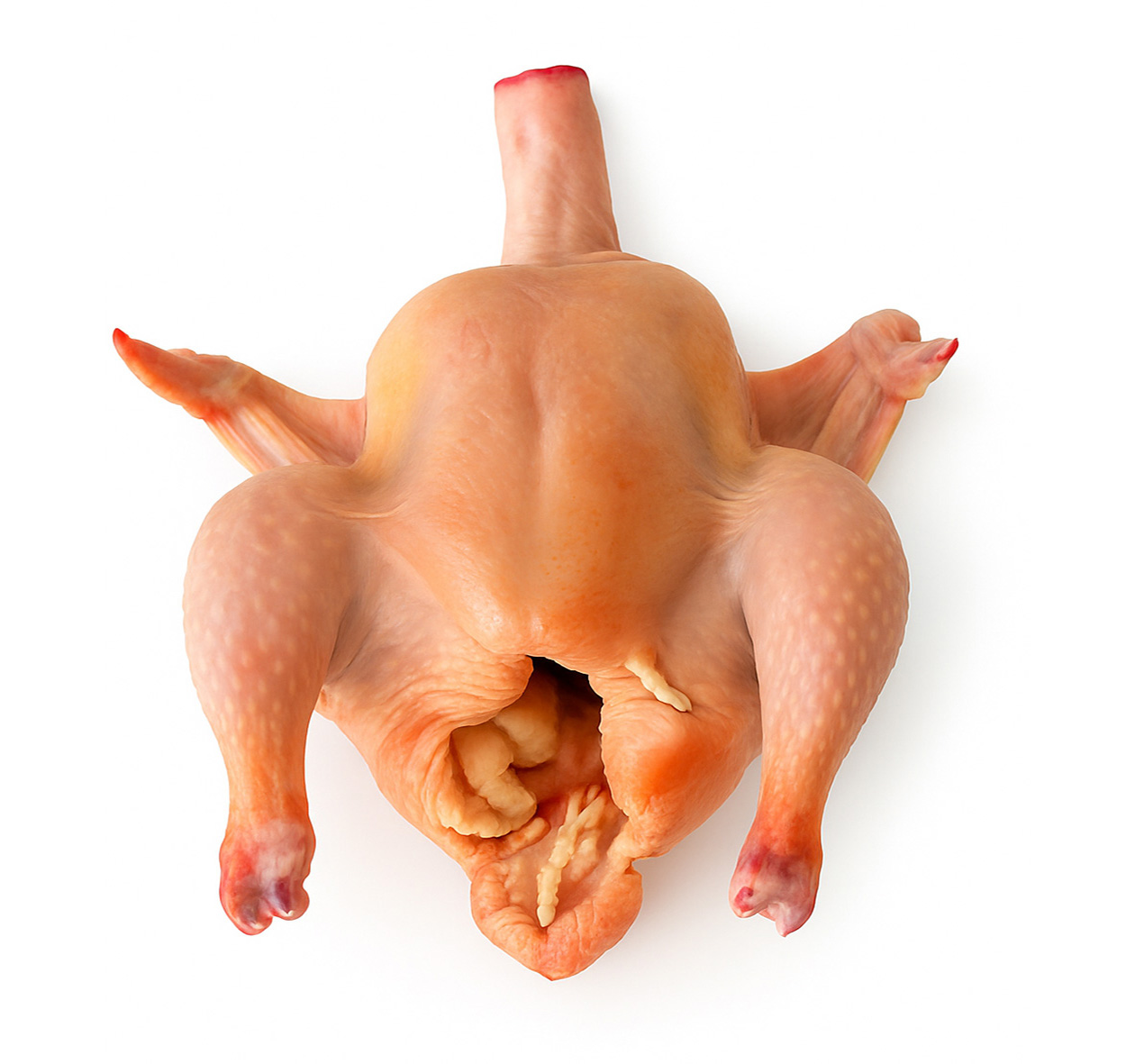 POLLO ALTO ADIGE A BUSTO 2 PEZZI 'WIPPLAND'