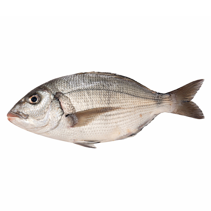 GEISSBRASSE SARAGO 1-2kg