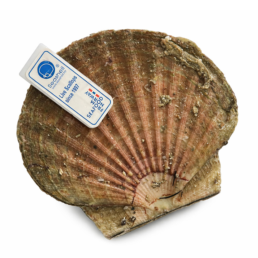 CAPPASANTA ATLANTICA -Intera-