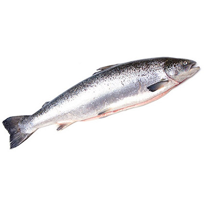 LACHS AUSGENOMMEN GEZÜCHTET SCHOTTLAND 4-5kg
