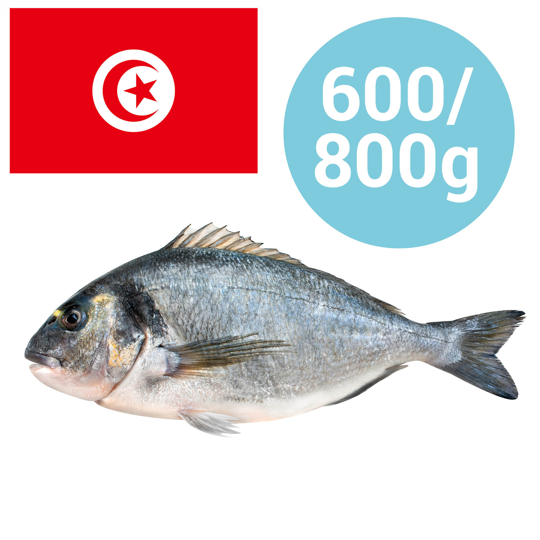 GOLDBRASSE TUNESIEN 600-800g GEZÜCHTET