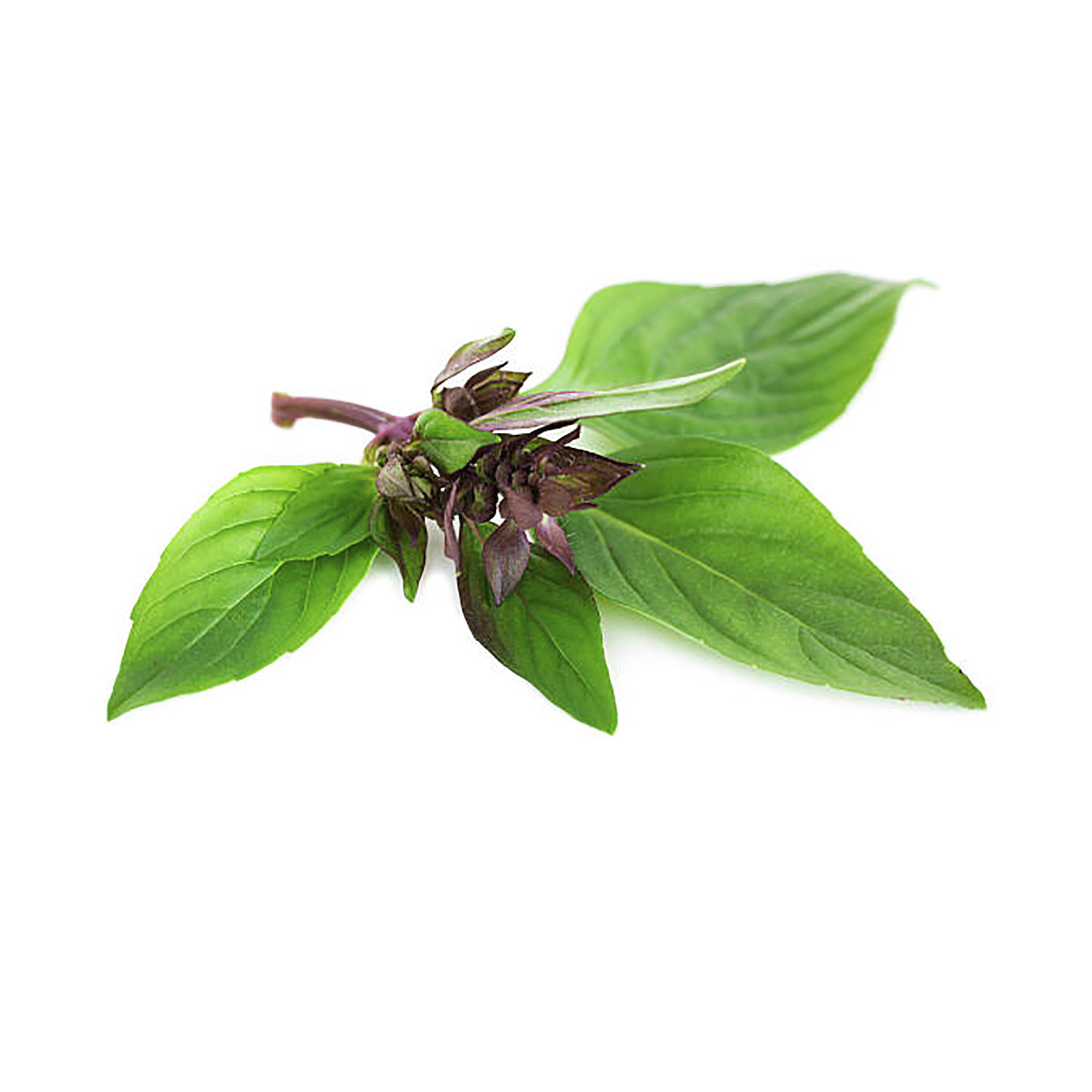 ALPIN HERBS THAI BASILIKUM 35 BLÄTTER 10g