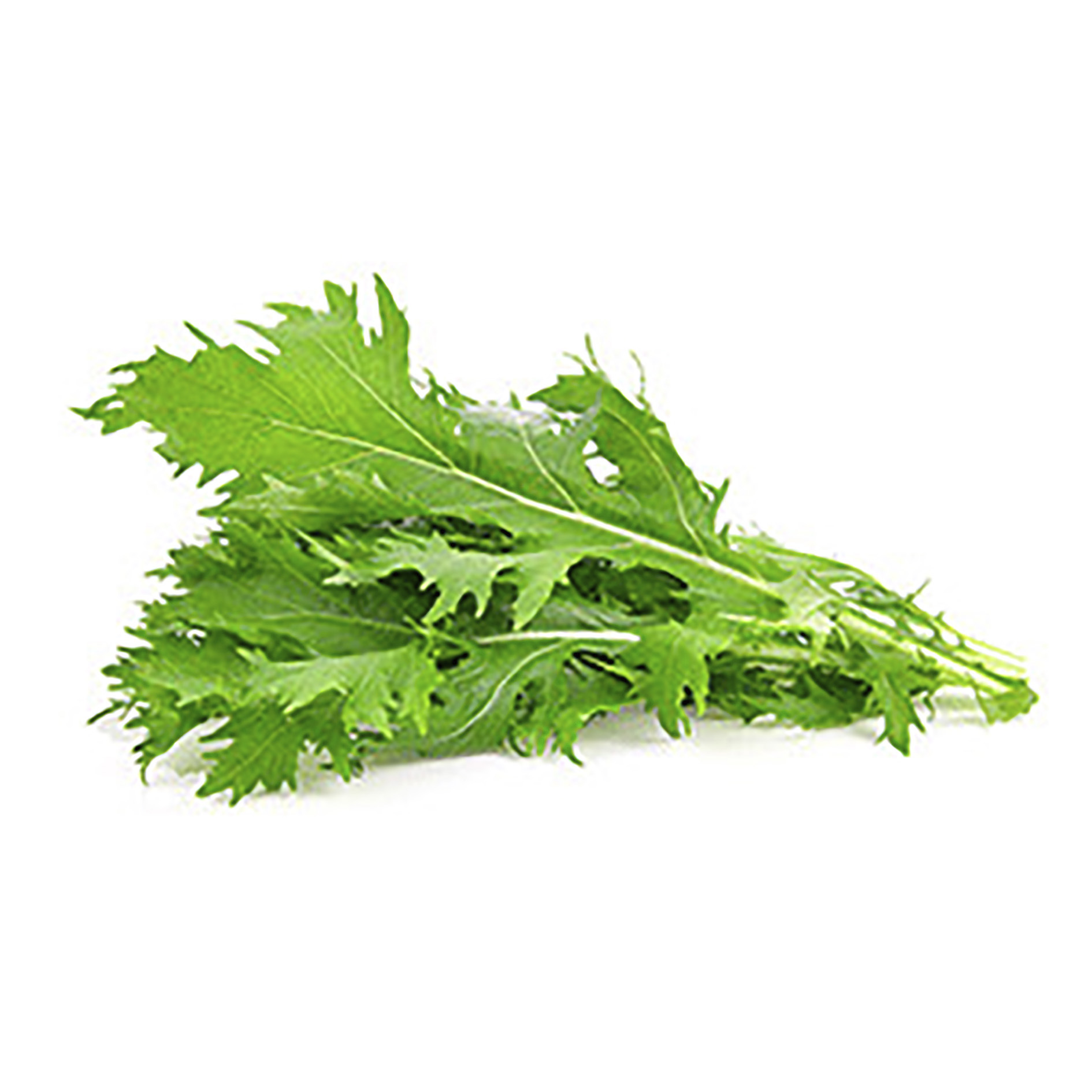 ALPIN HERBS PUNTE DI MIZUNA VERDE 50g