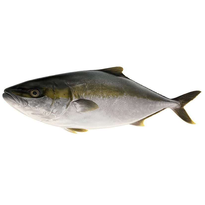 BERNSTEINFISCH GELBSCHW. 3-6kg GEZÜCHTET AUSTRALIA