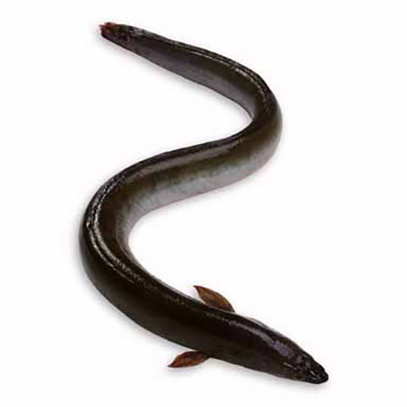 ANGUILLA VIVA 100-300g (BURATELLO)